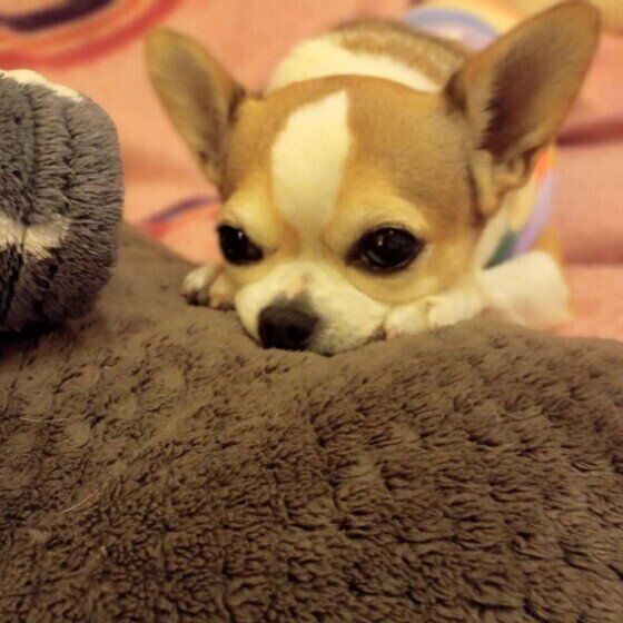 家族の喧嘩が原因のことも 犬が 居心地が悪い と感じる場所の特徴 いぬのきもちweb Magazine