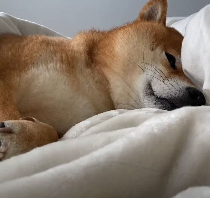爆睡の犬
