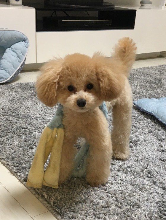 吠えすぎはよくない 犬の心身に起こる 負担 とは いぬのきもちweb Magazine