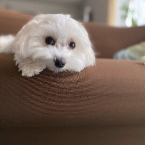 肉球や指の間が赤くなったり 腫れたり 指間炎 になりやすい犬の傾向 いぬのきもちweb Magazine