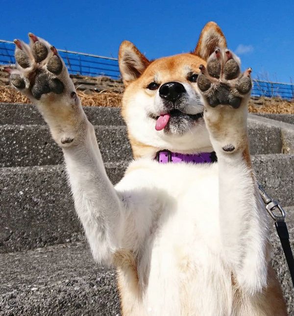 決め顔をする柴犬