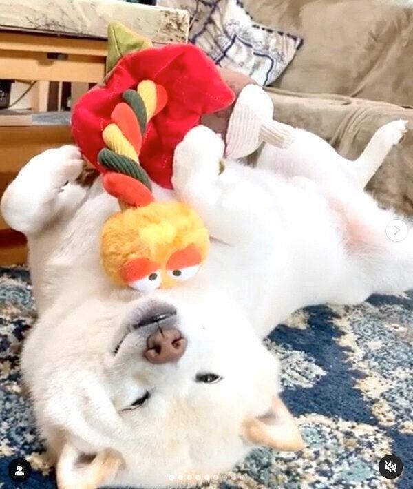 おもちゃを抱えて眠るごん太くん