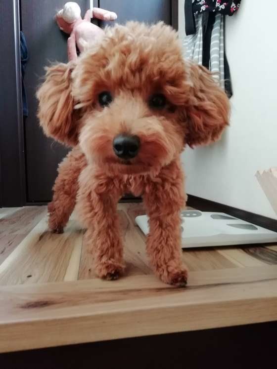 お風呂待ちのグランちゃん