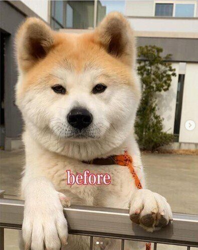 変わりすぎ 別犬 で見つけた驚きの変化をした犬たち いぬのきもちweb Magazine