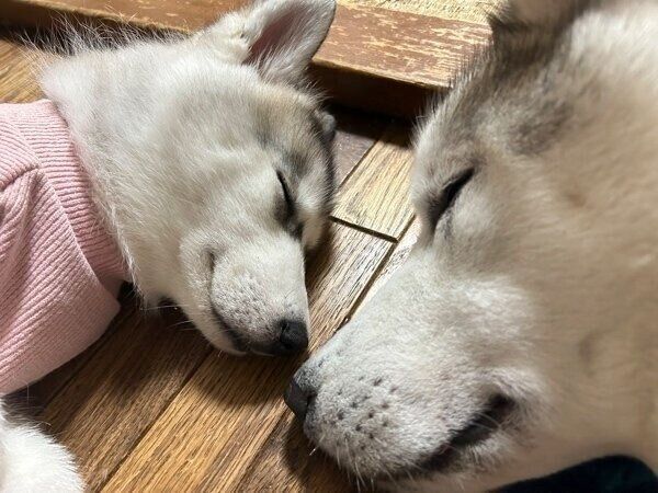 仲良く寄り添う虎太郎くんと琥珀ちゃん