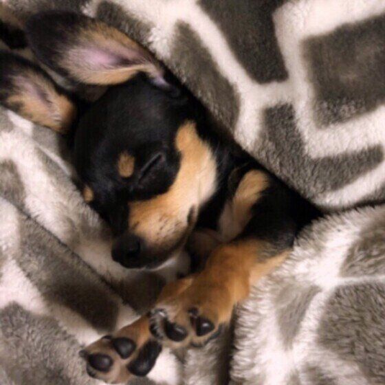 犬の「足ピーン」は可愛い仕草だけじゃない?病気やケガで起こることも いぬのきもち