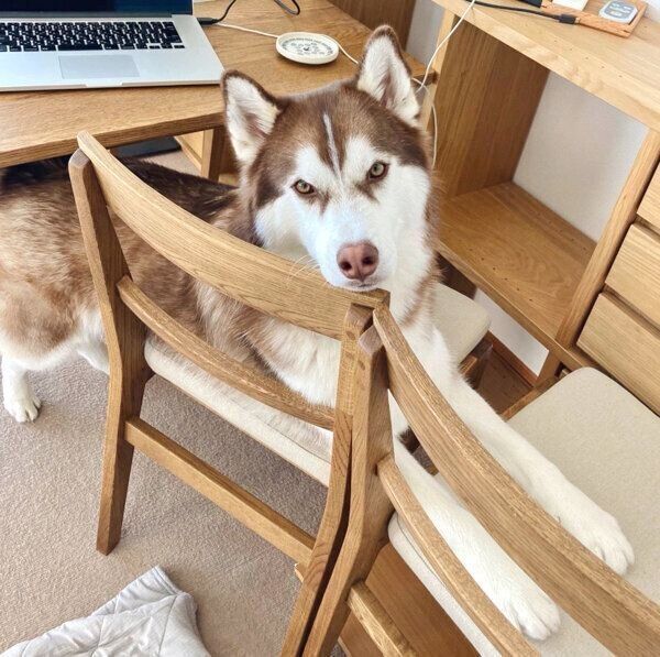 見つめる北斎くん