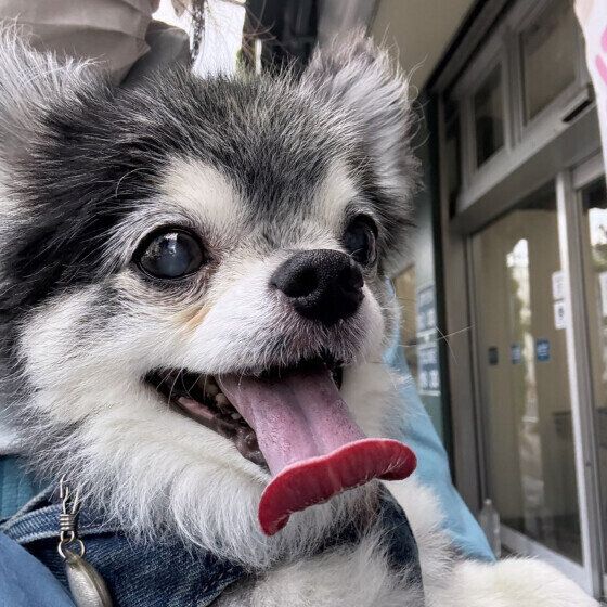 可愛いチワワ いぬのきもち