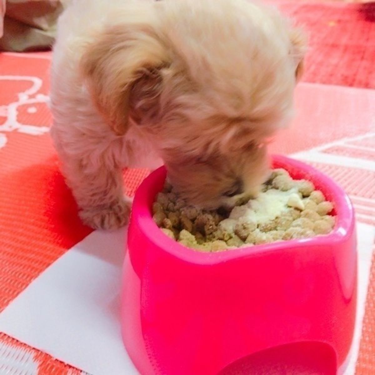 肥満犬が食事制限ダイエット 絶対に外してはいけないポイントとは いぬのきもちweb Magazine 肥満犬が食事制限ダイエット 絶対に外してはいけないポイントとは いぬのきもちweb Magazine