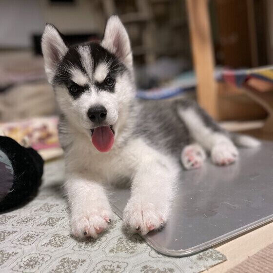 犬が暑がる仕草とは？ 犬の「暑いよ」サインに気がついて熱中症を予防しよう