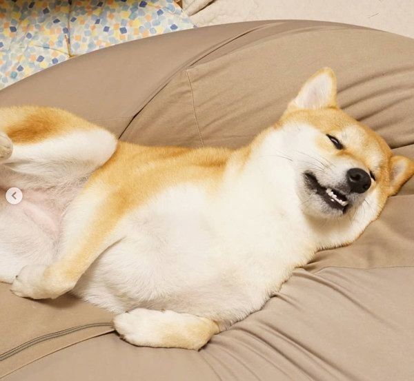 柴犬のひなたちゃん