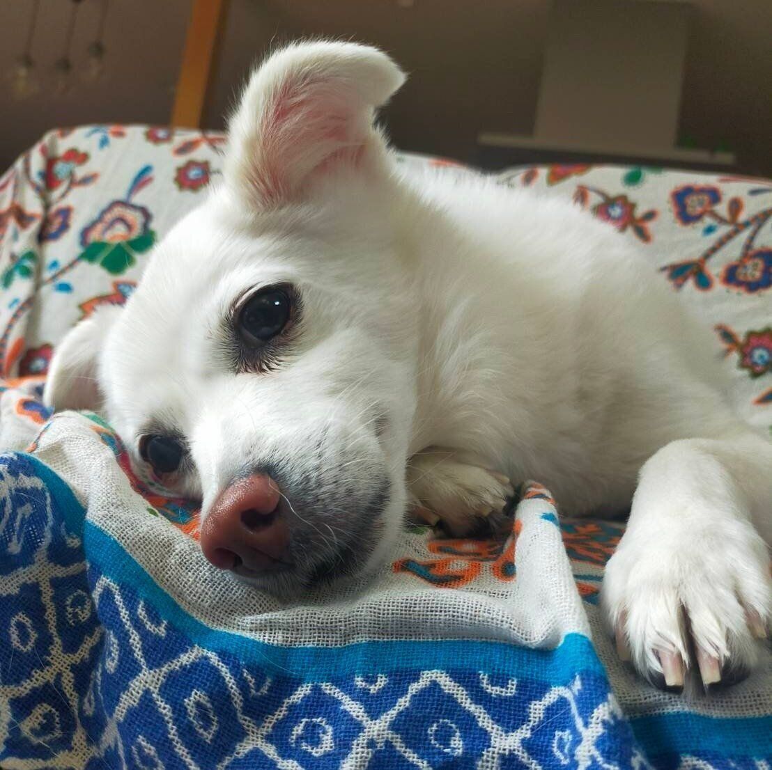 うっとりした表情で飼い主さんを見つめるシャンピィちゃん
