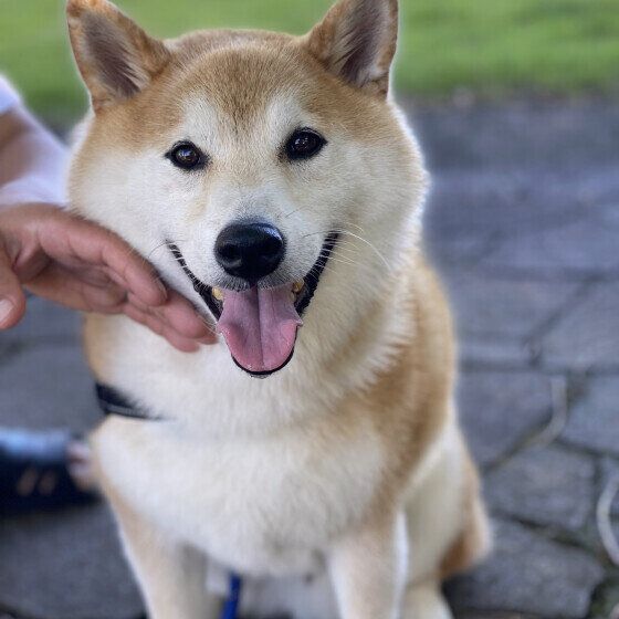 柴の凛駆くん