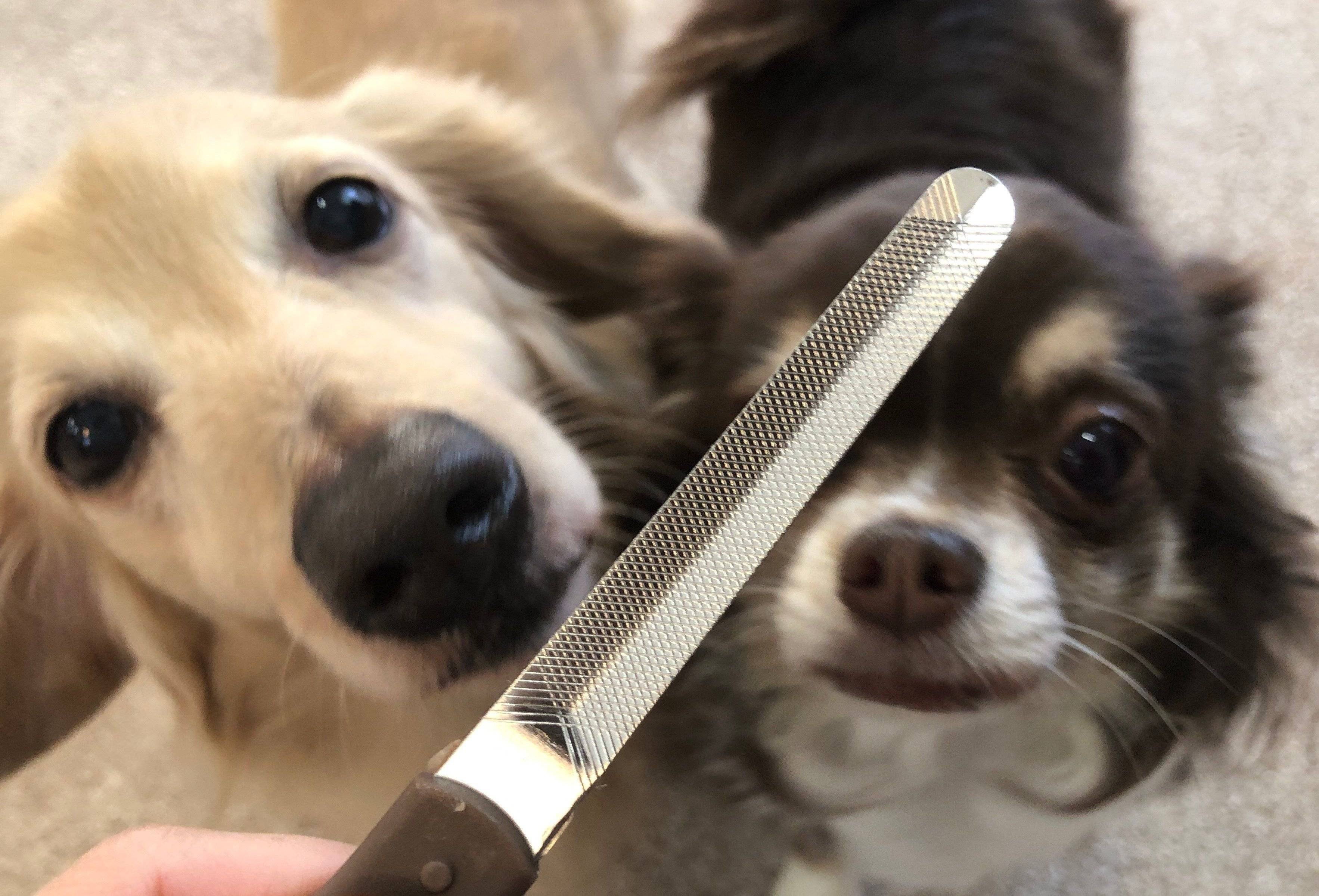 ダックスフンドとチワワ