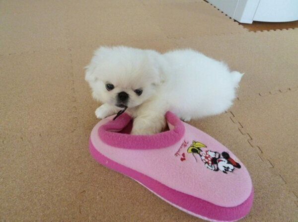 スリッパが好きなうにちゃん