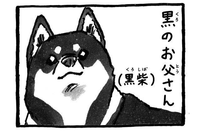 シーズー犬マンガてんぽshihtzu
