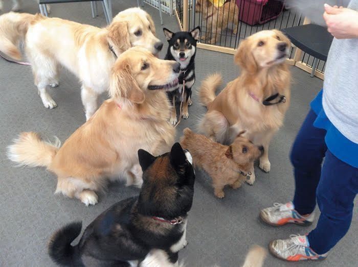 しつけもしてくれる犬の幼稚園