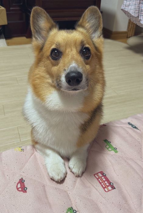 ふだんのちろるくん きゅるんとした瞳がかわいすぎる