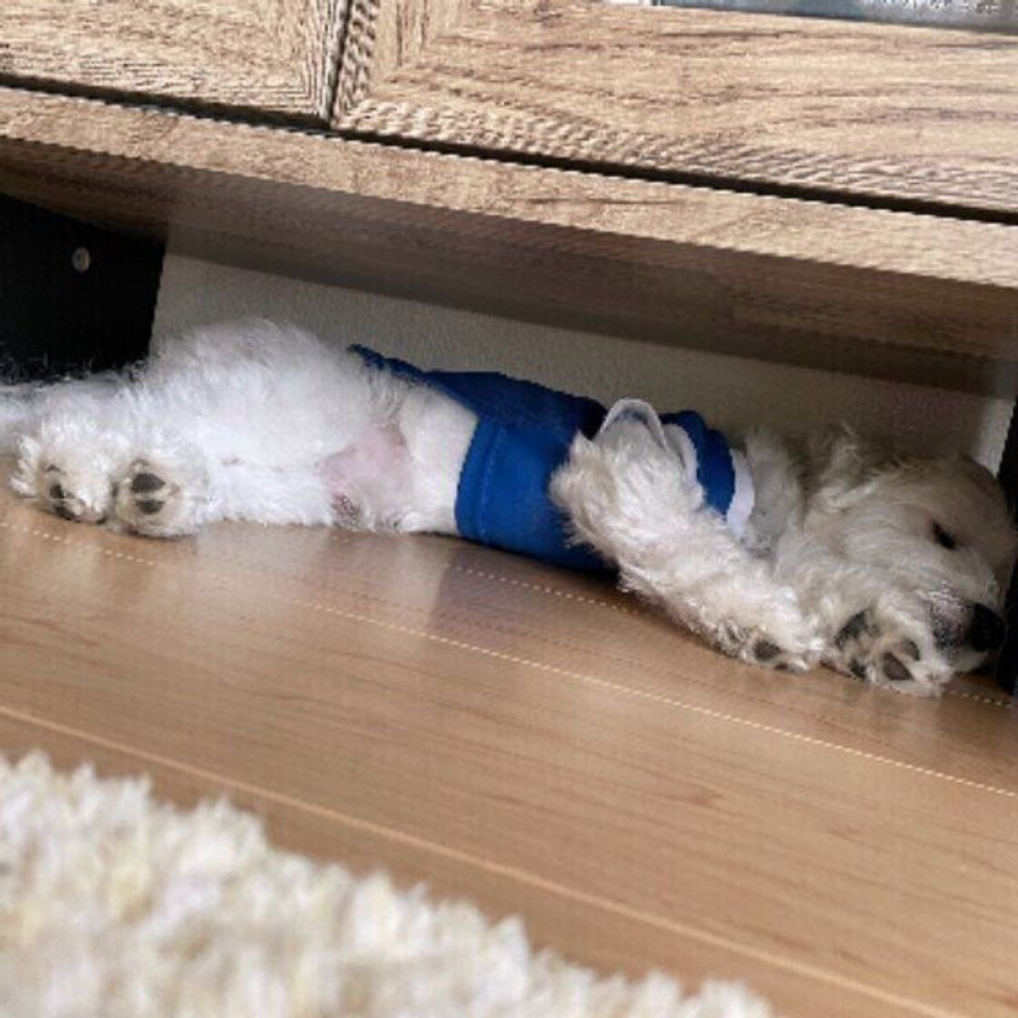 意外とリラックスできる 犬が狭いところを好む理由とは いぬのきもちweb Magazine 意外とリラックスできる 犬が狭いところを好む理由とは いぬのきもちweb Magazine