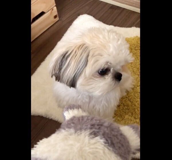 顔をそらすたむたむくん