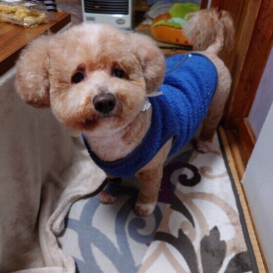 Ｍｉｘ（雑種）中型犬　フォルダに眠っていた画像
