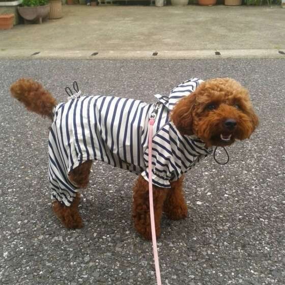 レインコートを着るトイ・プードル