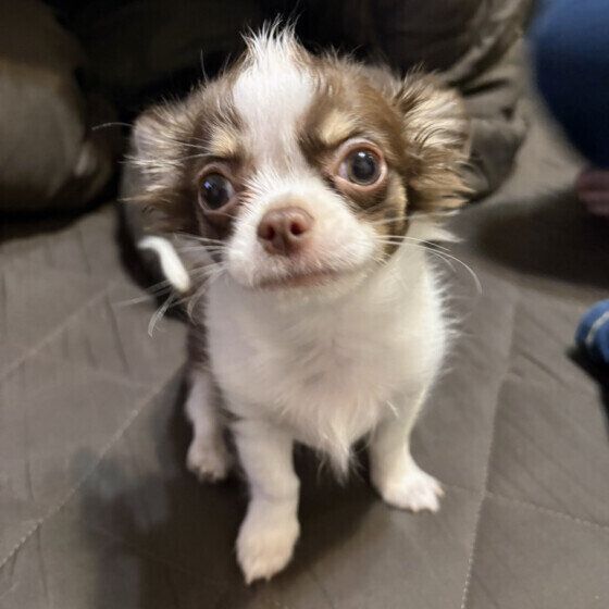 かわいいチワワ いぬのきもち