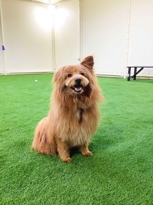 連載「こぐま犬てんすけ」