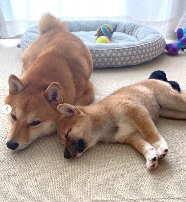 添い寝をするまるちゃんとはなちゃん