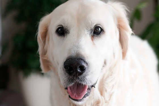 笑顔なゴールデン・レトリーバー