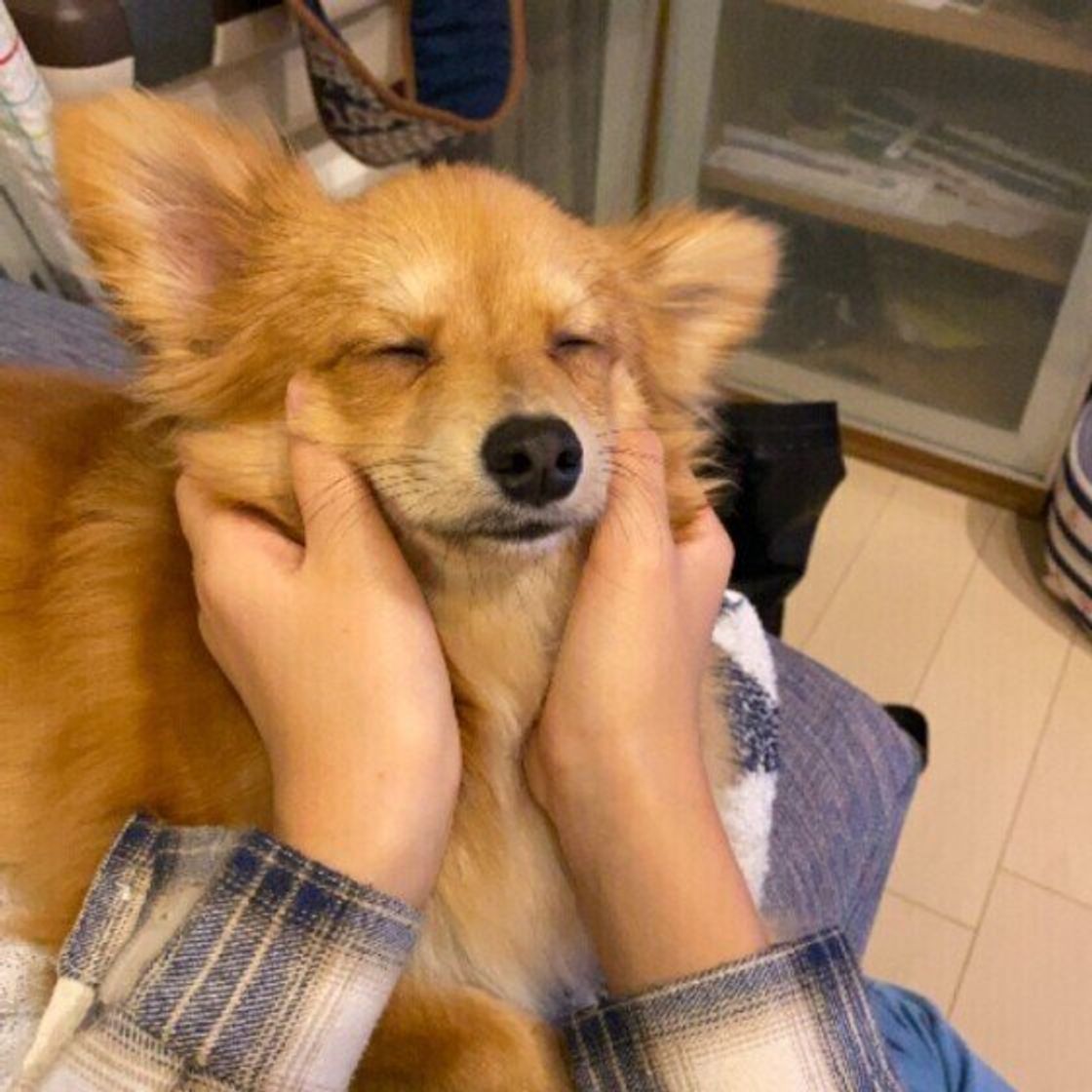 犬の ストレス解消マッサージ とは アンチエイジングマッサージも いぬのきもちweb Magazine 犬の ストレス解消マッサージ とは アンチエイジングマッサージも いぬのきもちweb Magazine