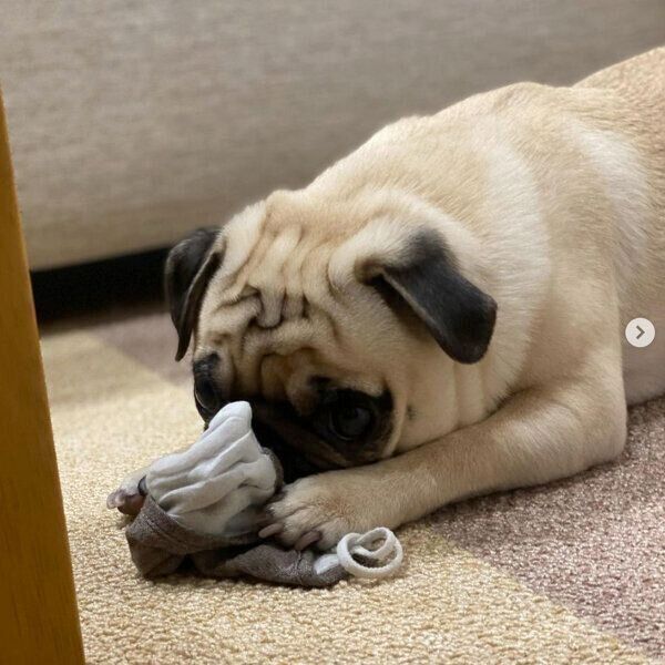 マスクのニオイを嗅ぐむぎちゃん