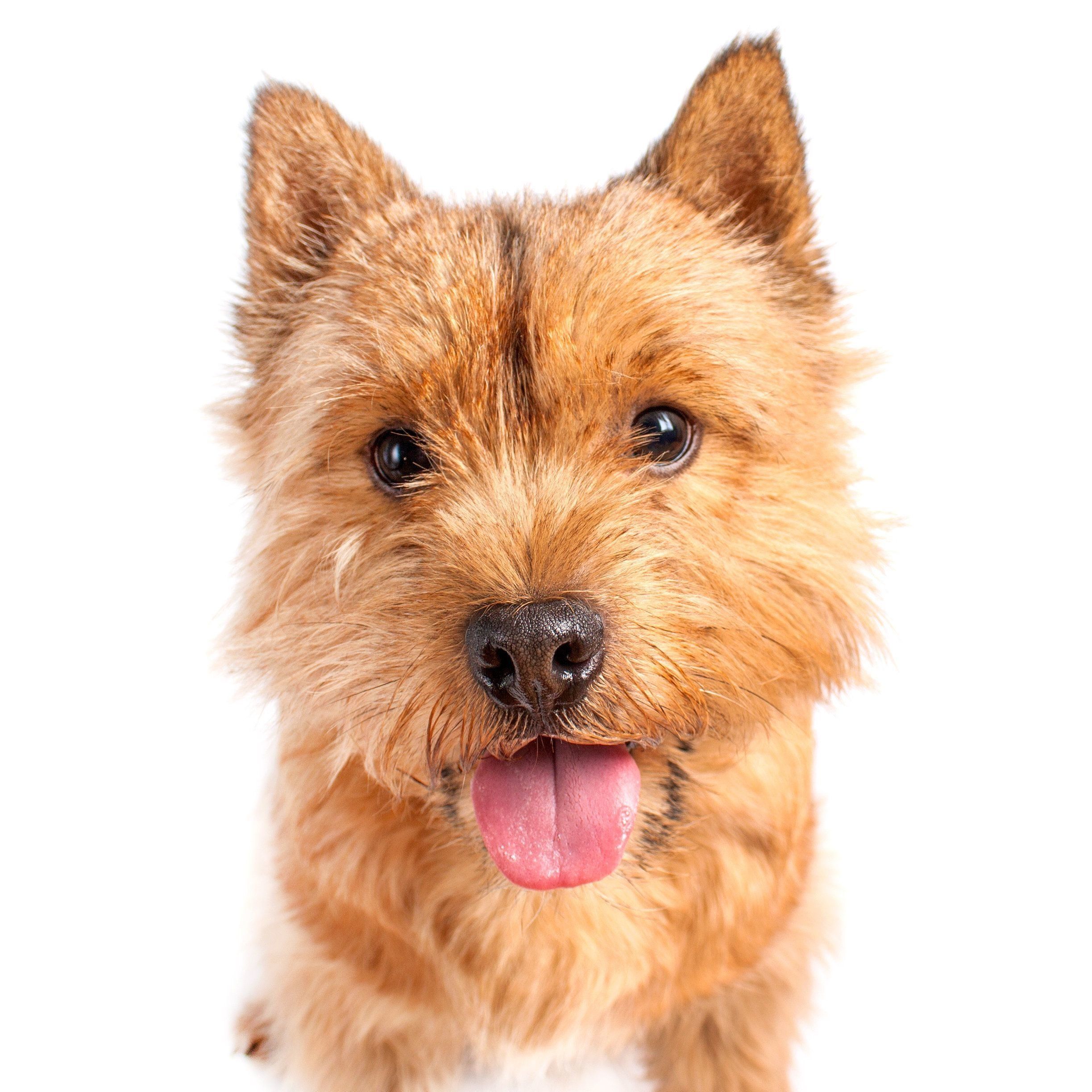 ノーリッチ・テリア