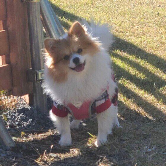 小型犬のららちゃん