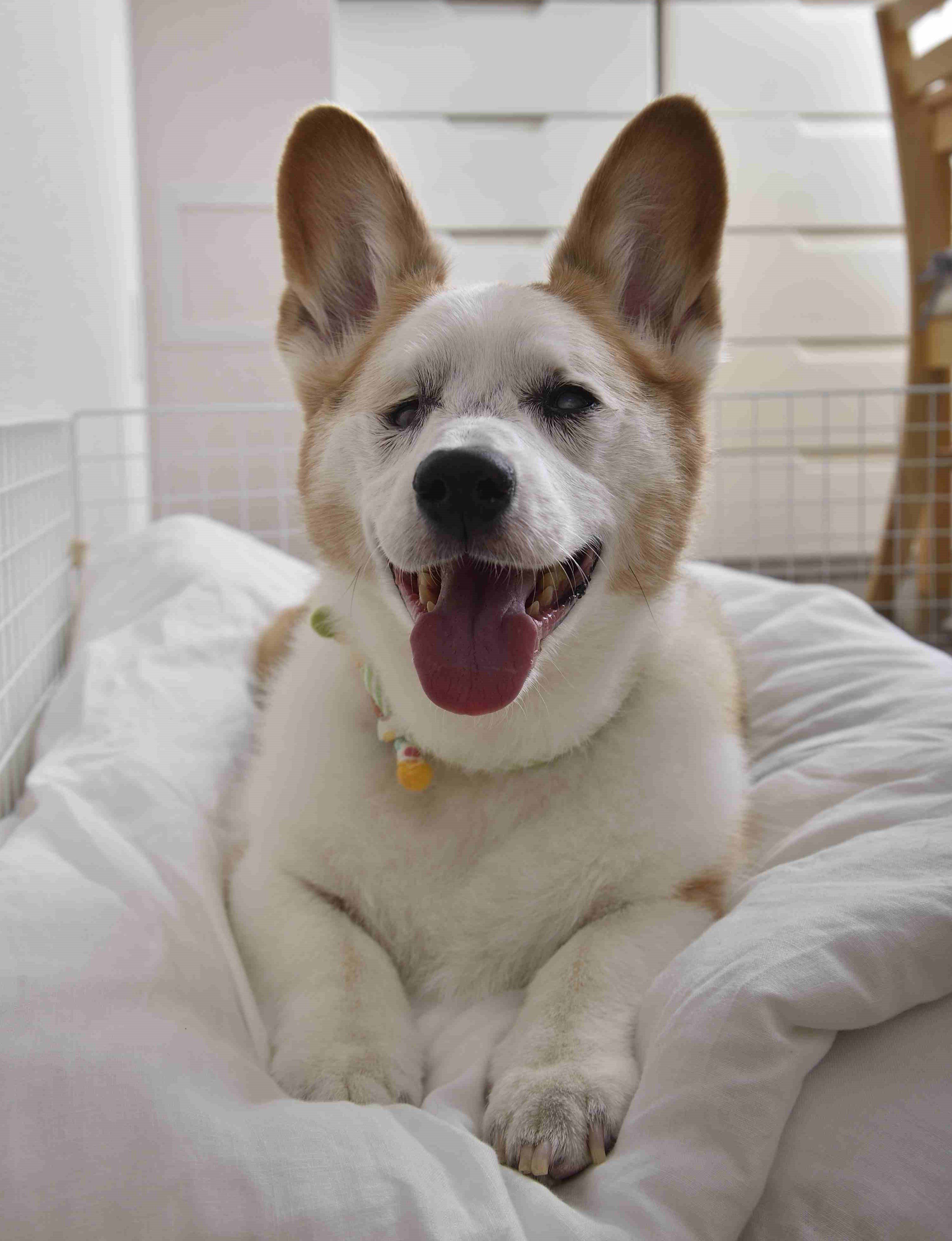 Ｄさん・Ｔさん夫妻と暮らすラッキーくん。11才のときに、鼻のがんと診断されました。