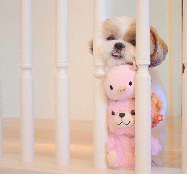 シー・ズーのデニムちゃん