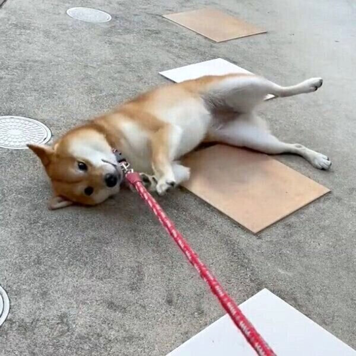 1時間も散歩したのに 家に入るのを断固拒否する柴犬の 可愛い理由 にほっこり いぬのきもちweb Magazine 1時間も散歩したのに 家に入るのを断固拒否する柴犬の 可愛い理由 にほっこり いぬのきもちweb Magazine