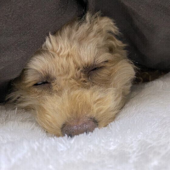 爆睡するトイプーのミロちゃん