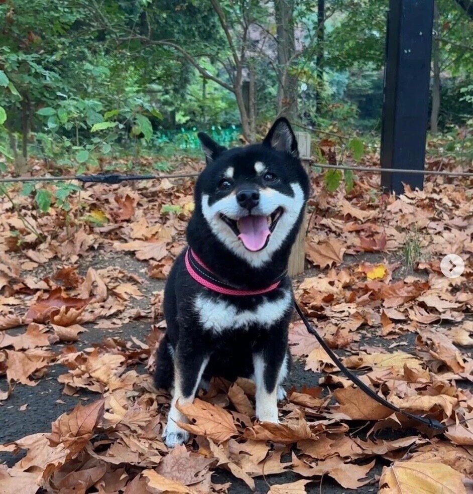 散歩を楽しむコブちゃん