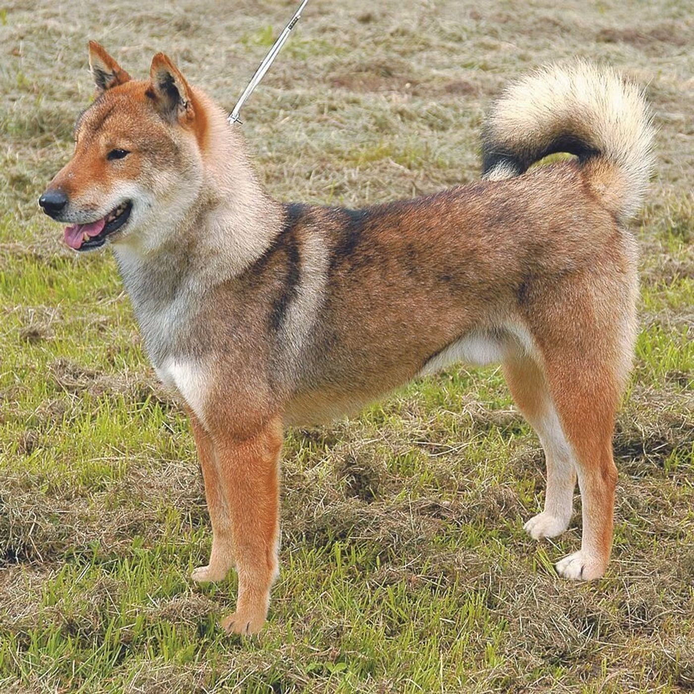 北海道犬 甲斐犬 四国犬 琉球犬 日本犬の魅力に触れよう いぬのきもちweb Magazine 北海道犬 甲斐犬 四国犬 琉球犬 日本犬の魅力に触れよう いぬのきもちweb Magazine