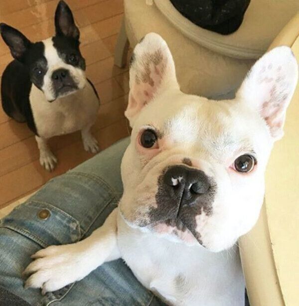 見つめるぴこちゃん、ぽんちゃん