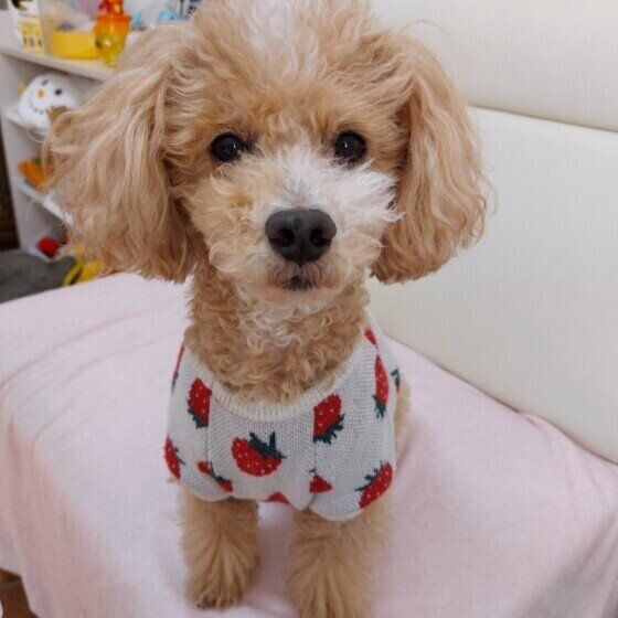 イチゴ柄のウェアを着るハービーくん
