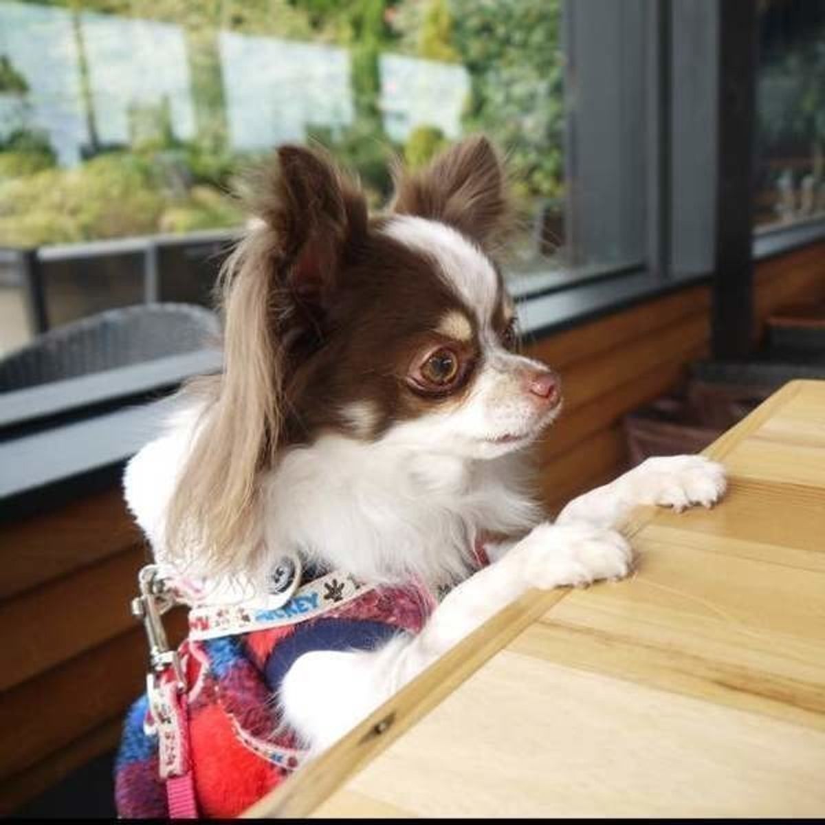 愛犬への思いが裏目に 犬に与えてはいけない食べ物 飲み物とは いぬのきもちweb Magazine 愛犬への思いが裏目に 犬に与えてはいけない食べ物 飲み物とは いぬのきもちweb Magazine