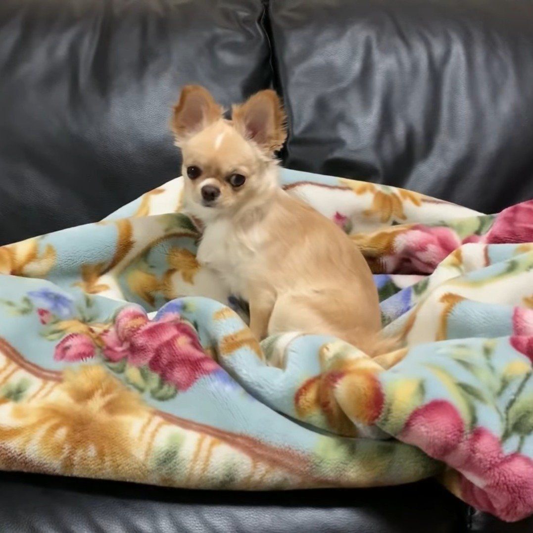 ふて寝しようとしているみるくちゃん