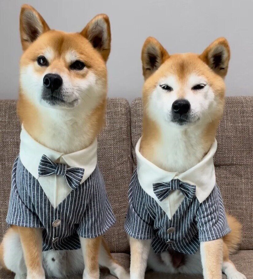 おめかしするもずくくん、わさびくん