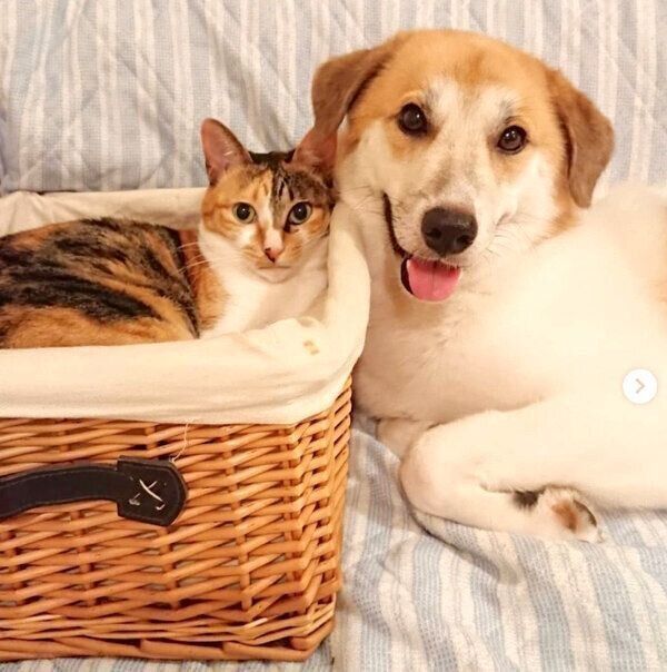 寄り添うコロちゃんとチコちゃん