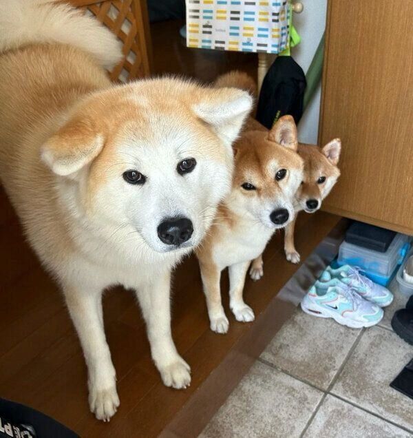 見つめるててくん、ももちゃん、らいちゃん