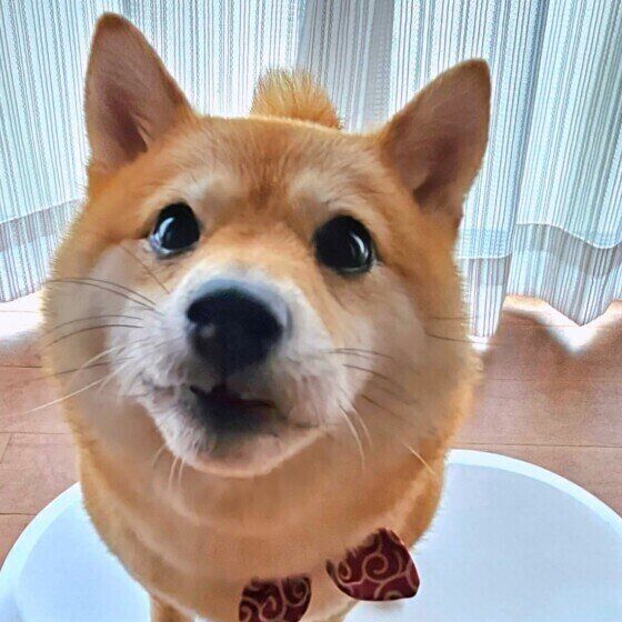 キョトンとする柴犬