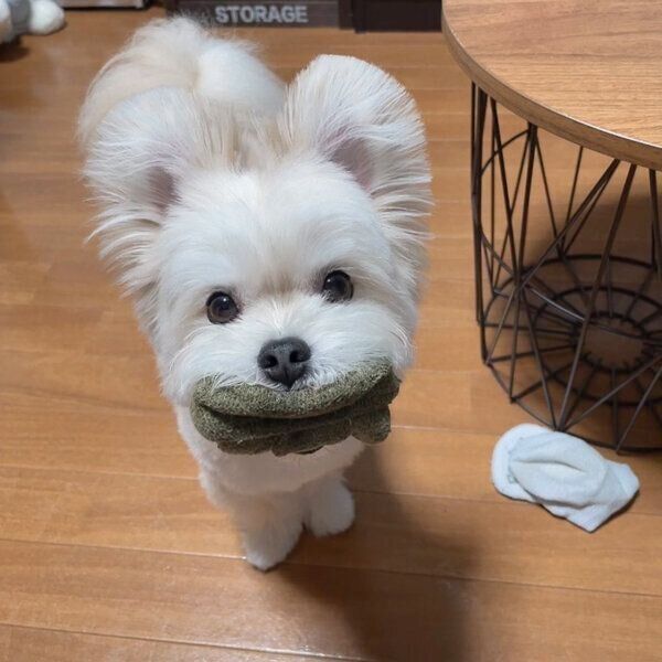 靴下をくわえるぽんたくん