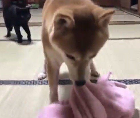 大興奮の柴犬ももちゃんの脇で冷静な黒猫てんちゃん